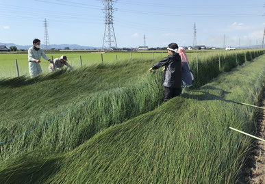 岩本様での体験風景