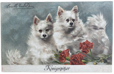 Königsspitzer Zwergspitz Pomeranian Toy Spitz