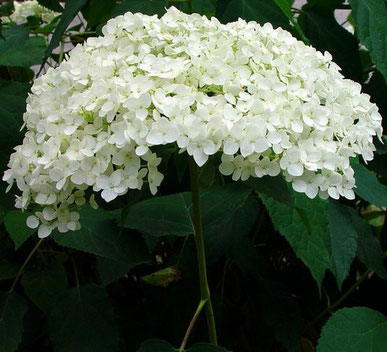 Hydrangea Annabelle