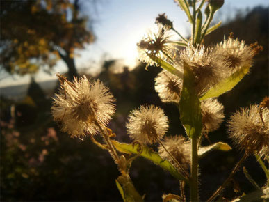 2017-11 Petra Bosshard-Zwerenz - Blüten Abendlicht