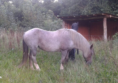 Gipsy, jument appaloosa-comtois de balade et de randonnée