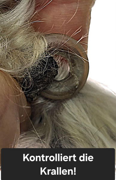 Die Krallen werden durch den Hundefriseur kontrolliert und gekürzt 