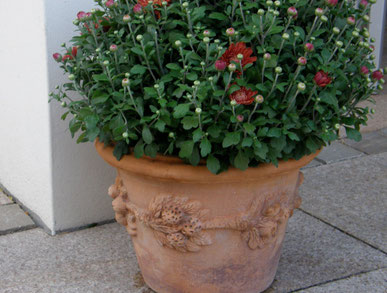 Terracotta-Kübel aus Impruneta mit Herbstchrysantheme