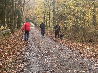 Junghundekurs, Hundetraining, Hundeschule, Butzbach, World of Dogs