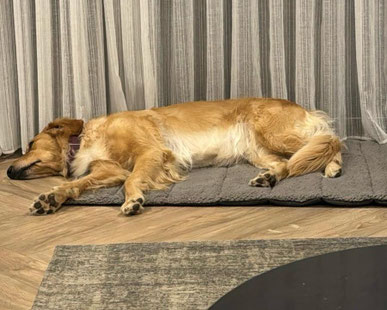 Junghundekurs, Hundetraining, Hundeschule, Butzbach, World of Dogs