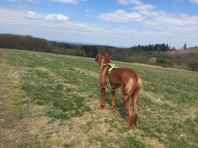 Junghundekurs, Hundetraining, Hundeschule, Butzbach, World of Dogs