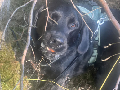 Junghundekurs, Hundetraining, Hundeschule, Butzbach, World of Dogs