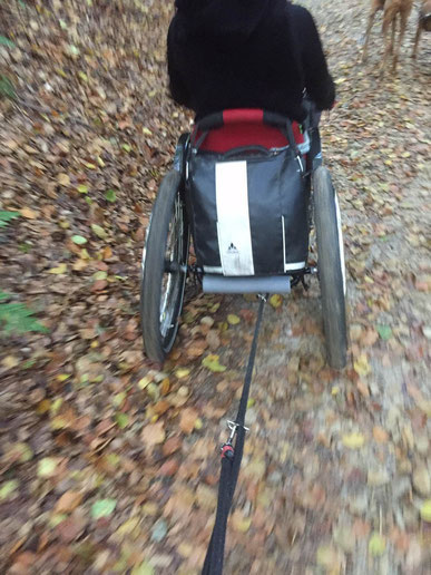 Elbsandstein - Dogtrekking Dogtrekking Dogtrekking Dogtrekking Elbsandstein-Dogtrekking ESDT Harz-Dogtrekking
