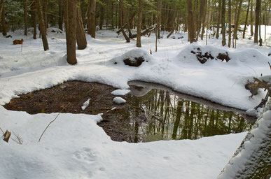 Our three forest seeps at Distant Hill Gardens usually remain unfrozen through the winter.