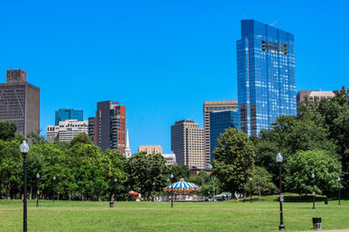 Photo of two trees in a landscape setting, Boston, Massachusetts.