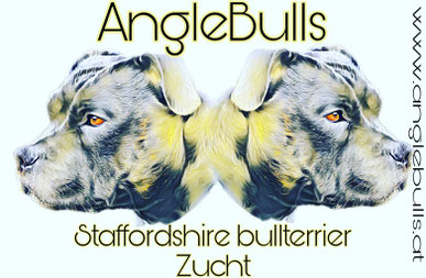 Freundschaften Unter Zuchter Anglebulls Staffordshire Bullterrier