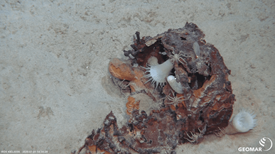 What‘s this? It looks like a rusty can of some liquid or food – did someone drink a soda and it ended up 3700m deep being the new home of pantopods, amphipods, sponges and cnidarians?