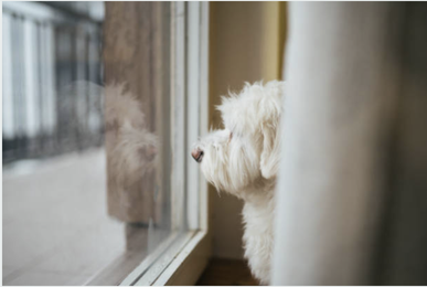 Junghundekurs, Hundetraining, Hundeschule, Butzbach, World of Dogs