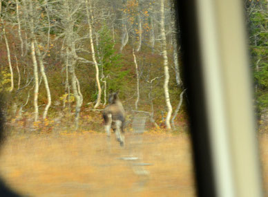 flüchtender Elch am 03.10.14 Korgfjellet
