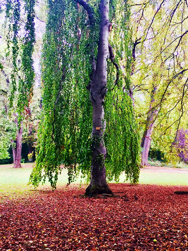                       Botanischer Garten Hohenheim