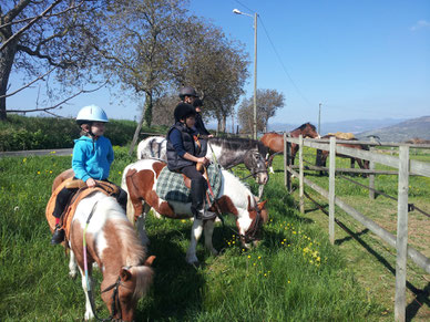 nos poneys