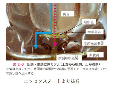 食事は喉頭蓋に当たり左右に分かれる