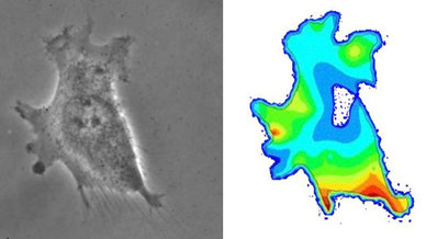 Study of the forces exerted by a migrating cell on its environment (credit: C Verdier)