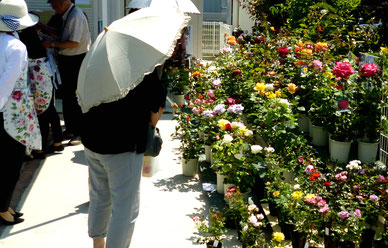 バラをはじめとする花苗の販売風景