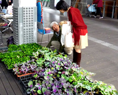 かやのさんぺい橋・・葉ぼたん+パンジーの苗を配布