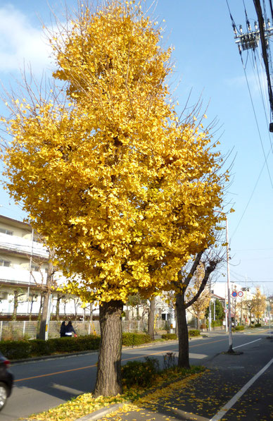 「いちょう」の黄葉がまだあちこちに(中央線桜ヶ丘区間)