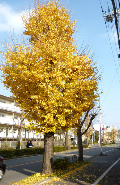 「いちょう」の黄葉がまだあちこちに（中央線桜ヶ丘区間）