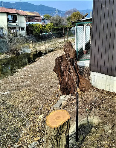 田村橋横の伐採跡に植えられた“桜の苗木”。伐採にここの土地所有者が十分に同意していなかった証拠でしょう。