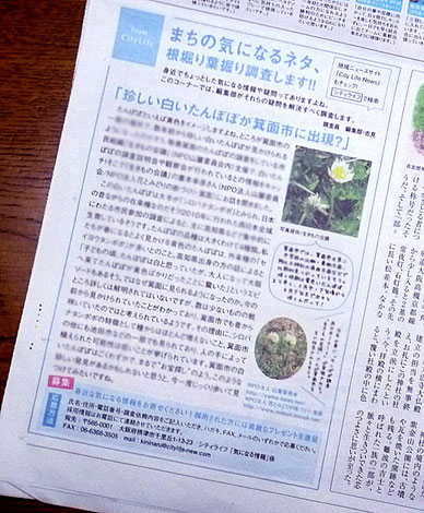 “白いたんぽぽ”の記事(『City Life』2月号)