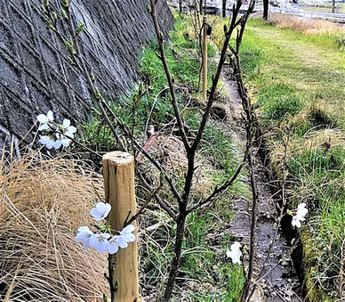 苗木の開花(ソメイヨシノ)。