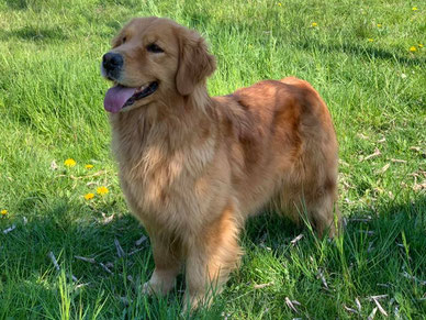 Femmina golden retriever americano. Allevamento nord Italia