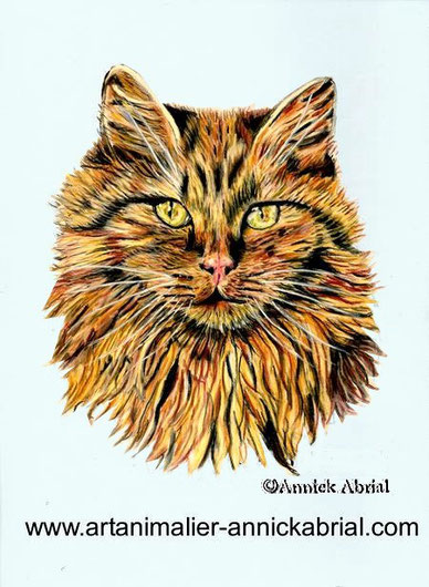 portrait de chat, portrait animalier, portrait aux pastels secs,