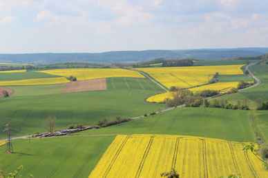 Die Rappsfelder im Frühjahr einzigartig