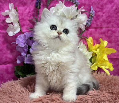 ミヌエット　仔猫　販売　京都　長毛