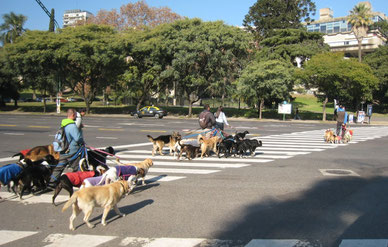 Paseadores cruzando la Avenida del Libertador... BUENOS AIRES.