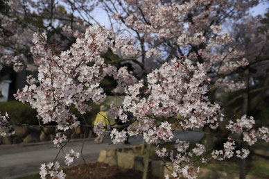 季節の風 2020年3月「早春の息吹」