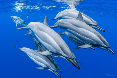  dauphin long bec arrive vers nous dans l'eau stenella longirostris-duocean