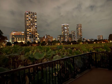 門倉真央撮影の夜景画像