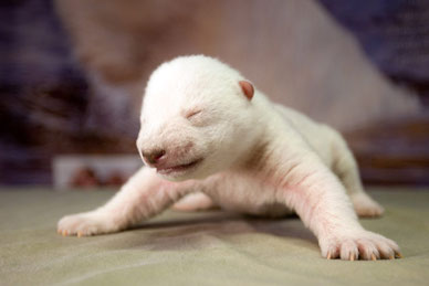 Hier ist ein Eisbären Baby.