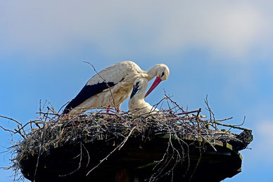 Weißstorch auf Nest mit Jungvogel