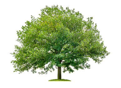 Wendepunkte Baum Astrologie Blog Ursula Renate Hütter
