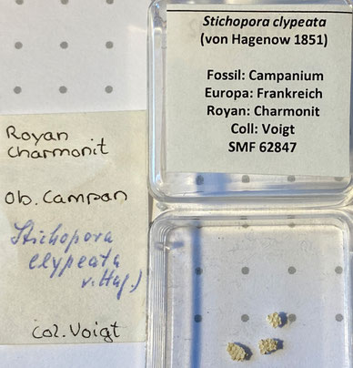 Senckenberg, Bryozoa, Bryozoen, Moostierchen, Sammlung Voigt