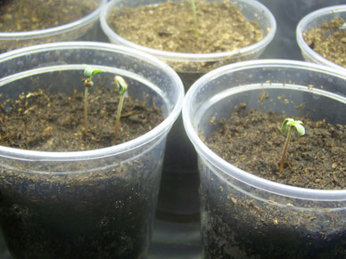 graines cannabis sortie apres germination