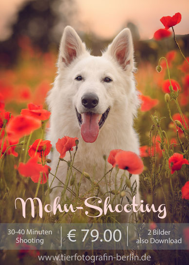 Hund im Mohnfeld