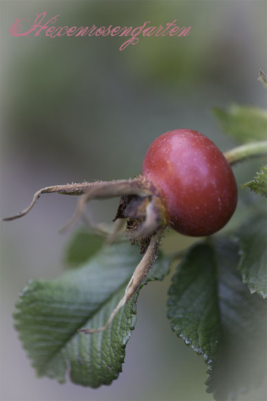 Rosiger Adventskalender im Hexenrosengarten - Die inneren Werte unserer Rose