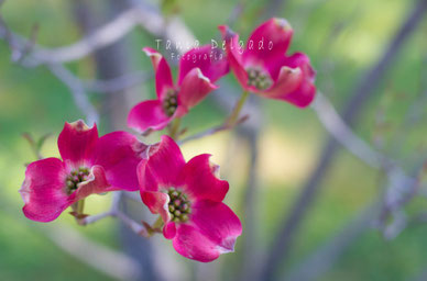 Fotografía de Naturaleza