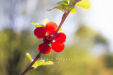 Fotografía de Naturaleza