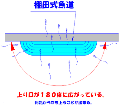 180度の間口で遡上してきた魚がどこからでも遡上できる棚田式魚道の図