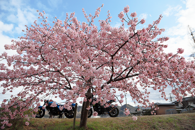 季節の風 2020年3月「早春の息吹」