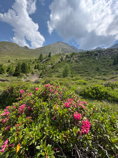 blick-auf-hirzer-alpenrose.jpg