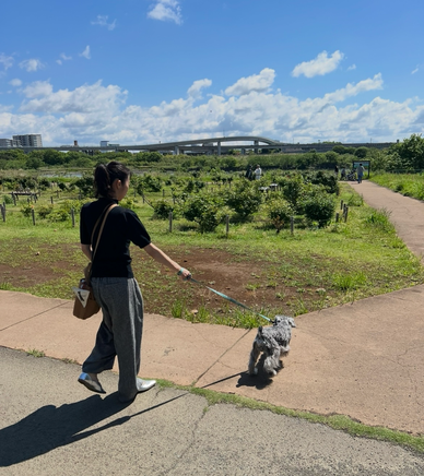 厚木で犬散歩